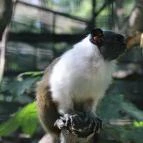 Szegedi Vadaspark Szeged - 