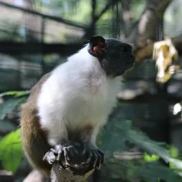 Szegedi Vadaspark Szeged - Egyéb