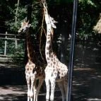 Szegedi Vadaspark Szeged - 