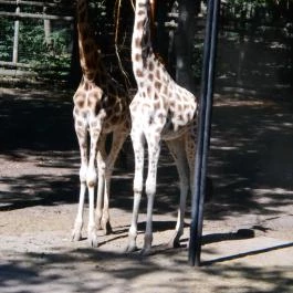 Szegedi Vadaspark Szeged - Egyéb