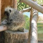 Szegedi Vadaspark Szeged - 