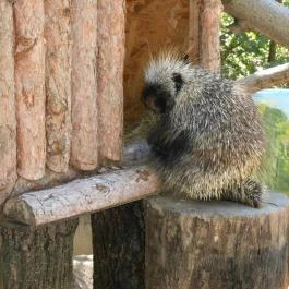 Szegedi Vadaspark Szeged - Egyéb