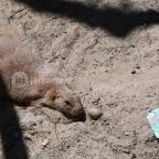 Szegedi Vadaspark Szeged - 