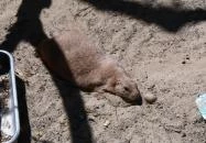 Szegedi Vadaspark Szeged