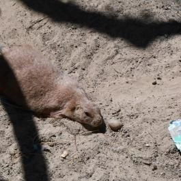 Szegedi Vadaspark Szeged - Egyéb