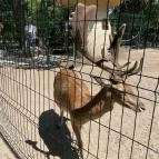 Szigethalmi Családi Vadaspark Szigethalom - Egyéb