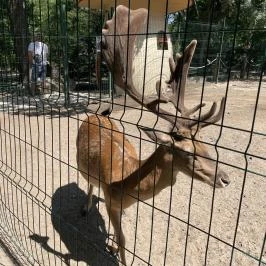 Szigethalmi Családi Vadaspark Szigethalom - Egyéb