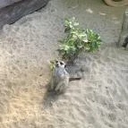 Szigethalmi Családi Vadaspark Szigethalom - Egyéb