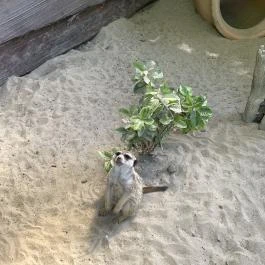 Szigethalmi Családi Vadaspark Szigethalom - Egyéb