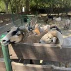 Szigethalmi Családi Vadaspark Szigethalom - Egyéb