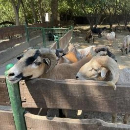 Szigethalmi Családi Vadaspark Szigethalom - Egyéb