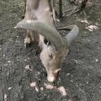 Szigethalmi Családi Vadaspark Szigethalom - Egyéb