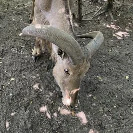 Szigethalmi Családi Vadaspark Szigethalom - Egyéb