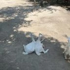 Szigethalmi Családi Vadaspark Szigethalom - Egyéb