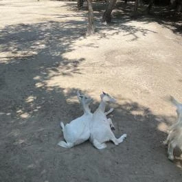 Szigethalmi Családi Vadaspark Szigethalom - Egyéb