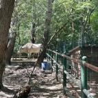 Szigethalmi Családi Vadaspark Szigethalom - Egyéb