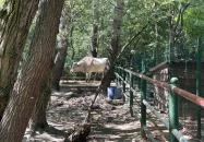 Szigethalmi Családi Vadaspark Szigethalom