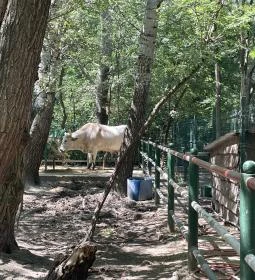 Szigethalmi Családi Vadaspark