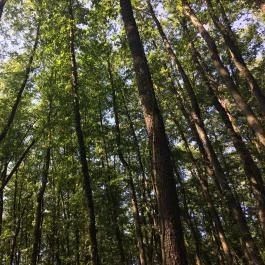 Tatai Fényes tanösvény, Tata - Egyéb