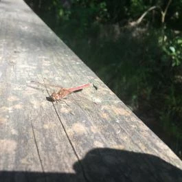 Tatai Fényes tanösvény, Tata - Egyéb