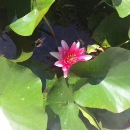 Tatai Fényes tanösvény, Tata - Egyéb