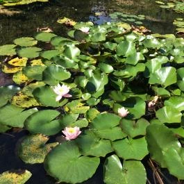 Tatai Fényes tanösvény, Tata - Egyéb