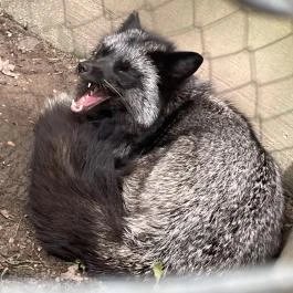 Törökmező Kalandpark Nagymaros - Egyéb