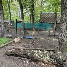 Törökmező Kalandpark Nagymaros - Egyéb