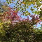 Vácrátóti Arborétum Vácrátót - Egyéb