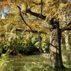 Vácrátóti Arborétum Vácrátót - Egyéb