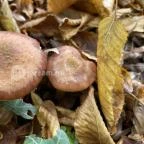 Vácrátóti Arborétum Vácrátót - Egyéb