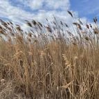 Velencei-tó Velence - Egyéb