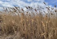 Velencei-tó Velence Velencei-tó Velence