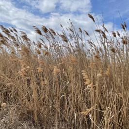 Velencei-tó Velence - Egyéb