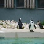 Veszprémi Állatkert Veszprém - 