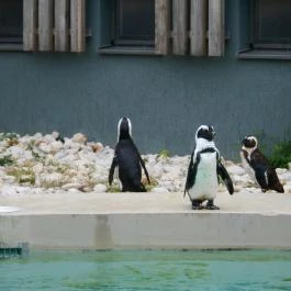 Veszprémi Állatkert, Veszprém - 