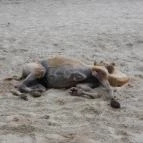 Veszprémi Állatkert Veszprém - 