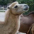 Veszprémi Állatkert Veszprém - 