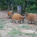 Veszprémi Állatkert Veszprém - 