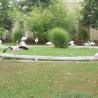 Veszprémi Állatkert Veszprém - 