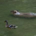 Veszprémi Állatkert Veszprém - 