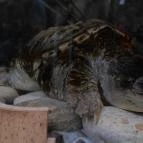 Veszprémi Állatkert Veszprém - 