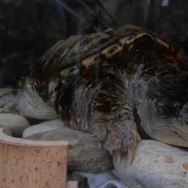 Veszprémi Állatkert, Veszprém - 