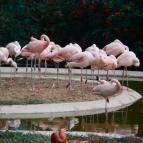 Veszprémi Állatkert Veszprém - 