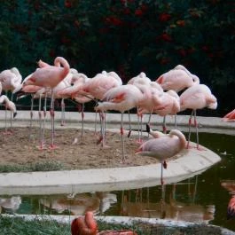 Veszprémi Állatkert, Veszprém - 