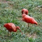 Veszprémi Állatkert Veszprém - 