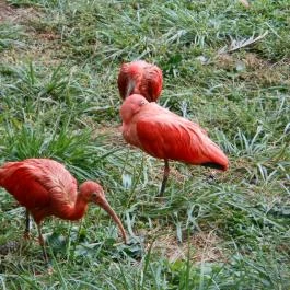 Veszprémi Állatkert, Veszprém - 