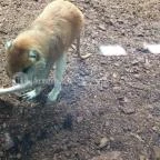 Veszprémi Állatkert Veszprém - 