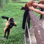 Veszprémi Állatkert Veszprém - 