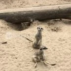 Veszprémi Állatkert Veszprém - 